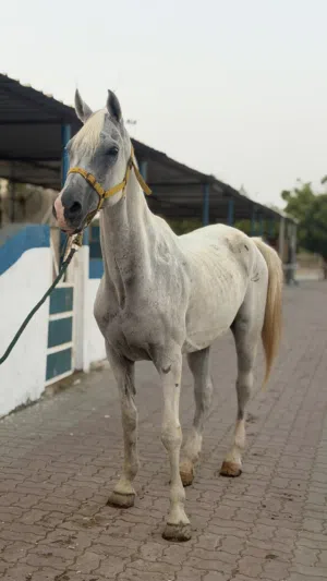 حصان مخصي سكول