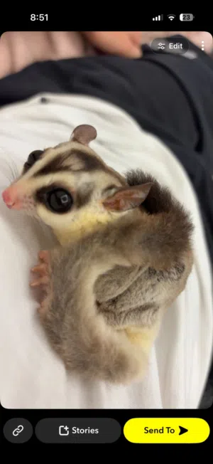 للبيع شوقرقلايد sugar glider