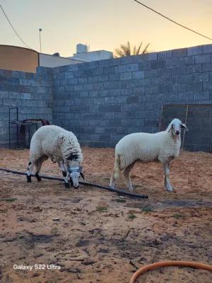 السلام عليكم ورحمة الله وبركاته عرض حولي وا حوليا