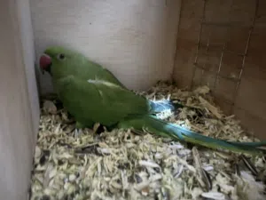 متو هندي صحة ونظافة