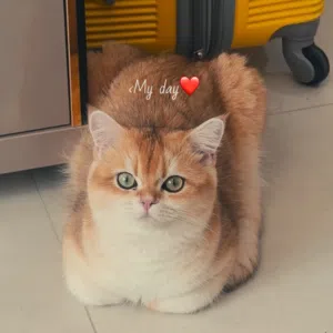 Adorable British shorthair male for mating  قط ذكر بريتش شورت هير ny12 للتزاوج