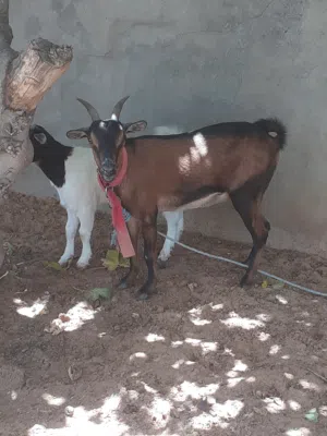 زوز معزات كرديات كل واحدةتحتها جدي   وحدةثنيةووحدةسدسةومعاهم فحل ثني