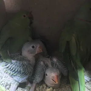 جوز دره تحتيه اربع فراخ صلي ع النبي قبل اي اشي