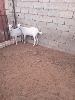 عنز هجين فرنساوي تحتها جدي