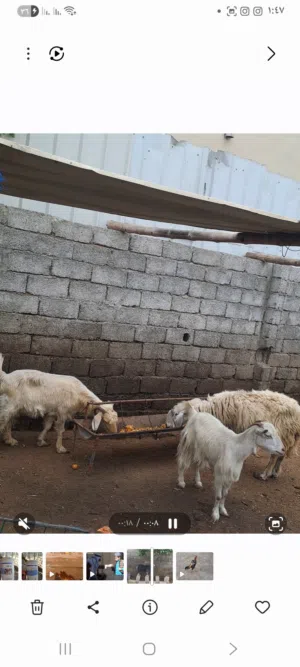 غنم وجاعده