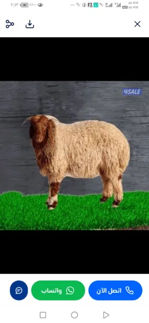 قصاب شاطر لحد باب البيت