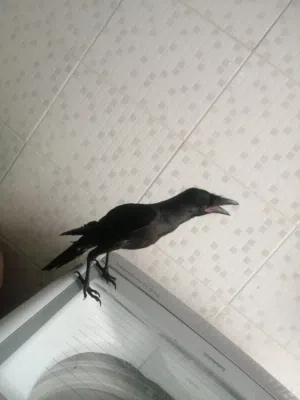 للبيع غراب