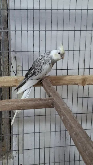 كوكتيل نثية