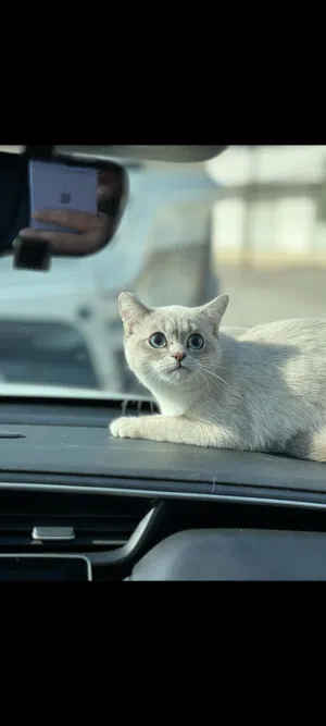 قطط سكوتش ..