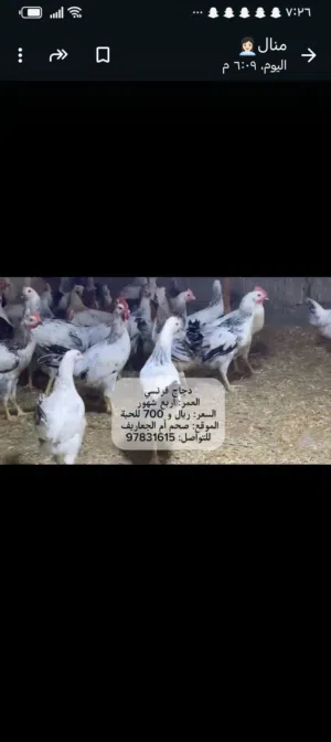 دجاج فرنسي اعمار مختلفة