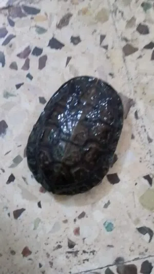 سلحفاة مائيه