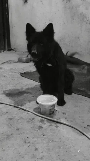 كلبه جيرمن للبيع نضيفه ونقيه وخاليه من الامراض وبصحه جيده