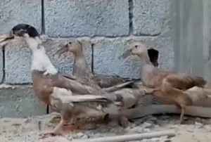بط زينه تلات اناتي و دكر