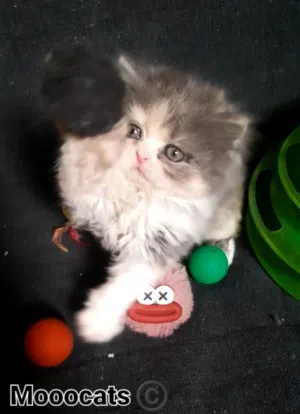 قطة بيرشن كاليكو دايلوت هاف بيكي عالي