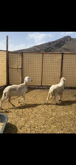 ضان حريات العدد 2 ووحده والد