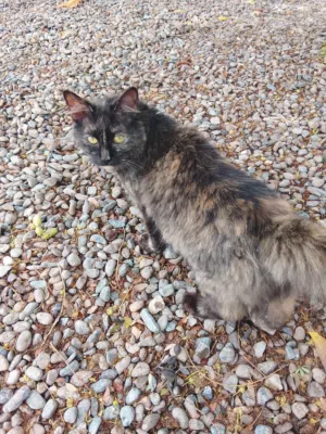 قطة  شيرازية البيع