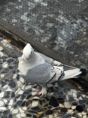 سلام عليكم اقره لوصف