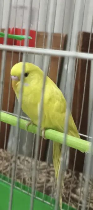 طير حب طائر حب للبيع