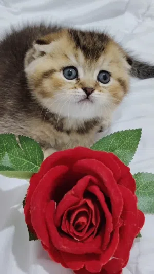 قطط مميزه من سلالات راقيه