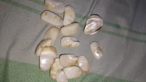 عطف بحري قوقعي