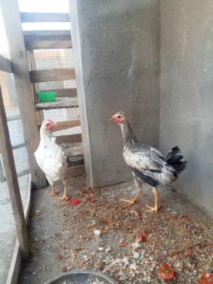 دجاج عرب للبيع
