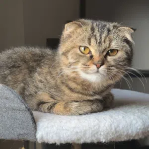 انثى سكوتش فولد مكس مع بنجال