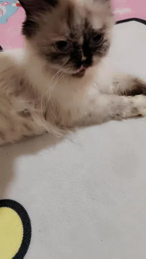 قطه نضيفه اليفه اريد اراوسها بجلب