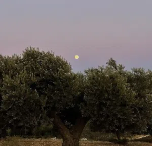 اماني