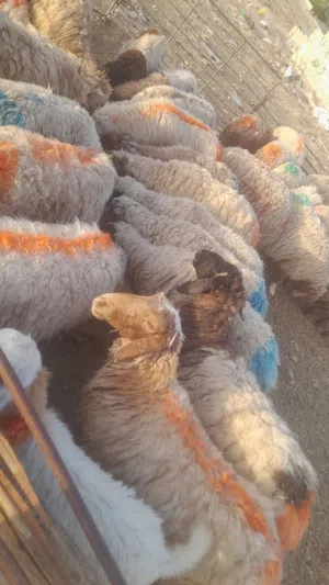 اضاحي عقيقه نذر تلبية جميع المناسبات افضل الانواع وحرق اسعار حرقنا السوق