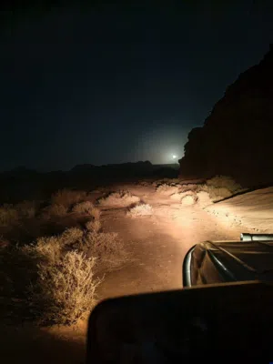 مطلوب كلب بيتبول او جيرمن جرو