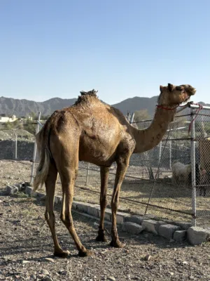 ناقة حايل حجم طيب