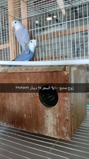 ‏ببغاء‏3