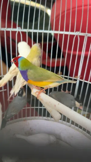 طيور فينش زوج للبيع