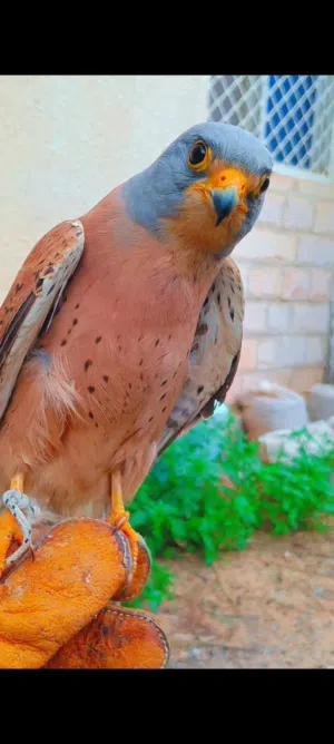 صقر شرياص بذوار