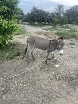 حمار هادي الببيع