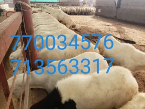 كباش تهامي مروعي عني عن التعريف