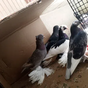 5هزاز لا قوه الا بلله و2قلاب شعبي وطرف عربي اقرا الوصف