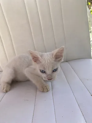 قطط للبيع لونهم أبيض وعينات زرق