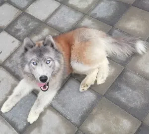 هاسكي مالموت الأسكاء ذكر