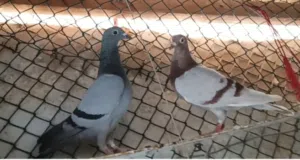 Racer pigeon for sale بيع حمام  زاجل