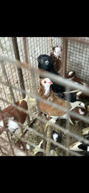 طيور نمساويه نادره