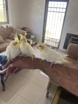 كوكتيل لاتينو