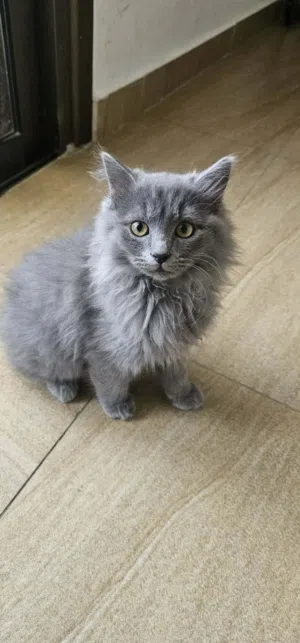 بس شيرازي بلون الرمادي