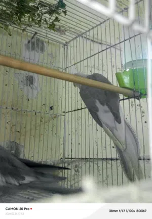 ببغاء كوكتيل