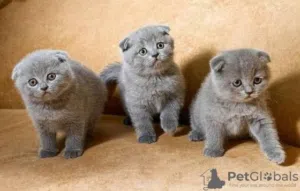 femelle scottish fold