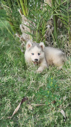كلب جرو هاسكي سايبيري بيور شعر طويل لون نادى