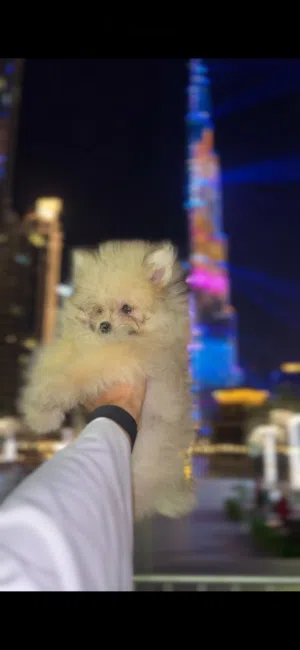 teacup male Pomeranian 5 month old