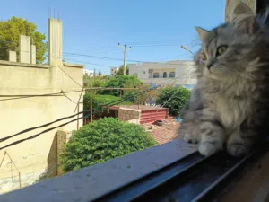 قطط شانشيلا عباره لعبه بجنن بسعر مغري