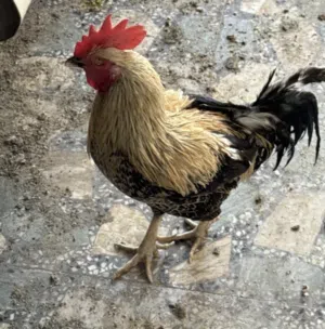 دجاج عرب للبيع