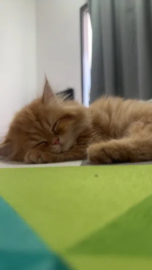 Persian kitten for urgent adoption